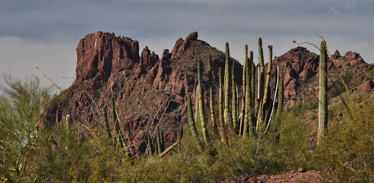 the desert terrain
